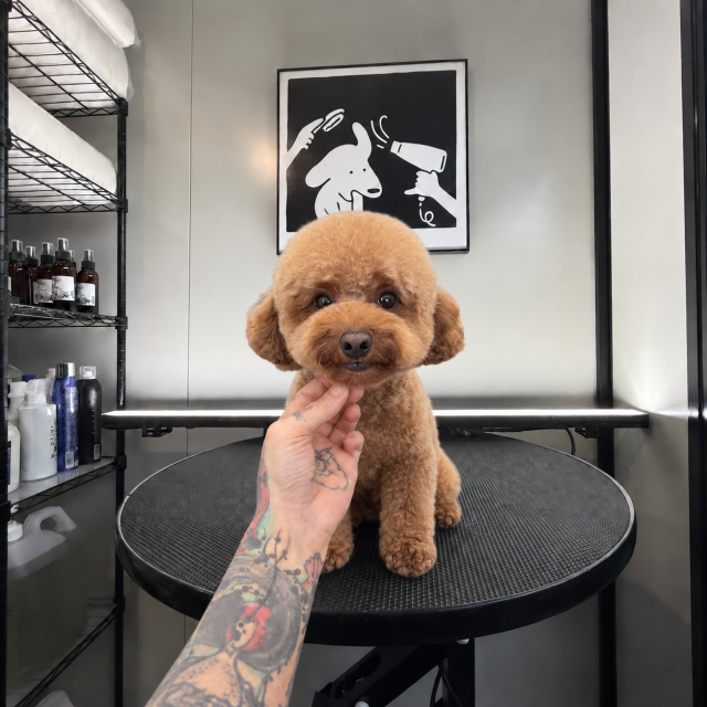 my dog grooming portfolio