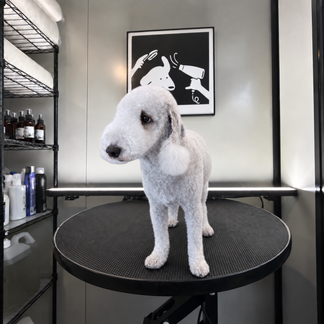 My dog grooming portfolio