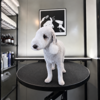 My dog grooming portfolio